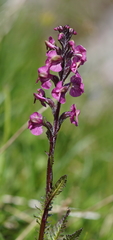 Pedicularis rostratospicata