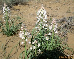 Eremurus anisopterus