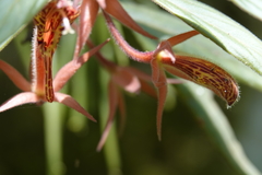 Columnea schiedeana