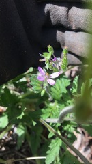 Erodium moschatum