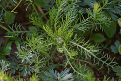 Achillea atrata