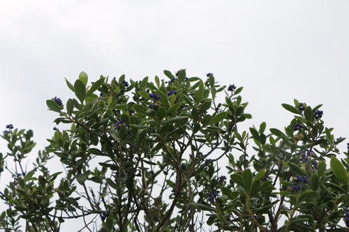 Monnina salicifolia, photograph 4