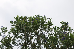 Monnina salicifolia
