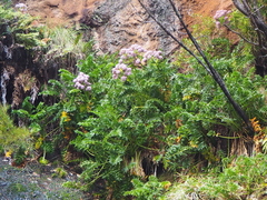Anisotome latifolia