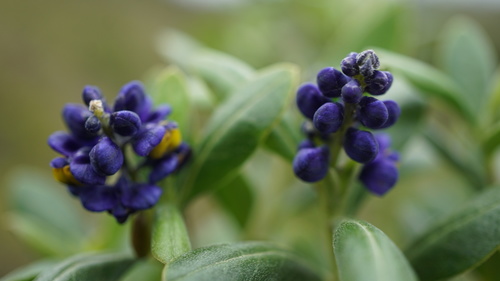 Monnina salicifolia, photograph 5