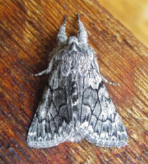 Pleromelloida conserta