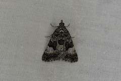 Dichromodes anelictis