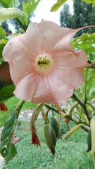Brugmansia versicolor