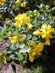 Senna pendula glabrata