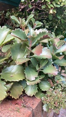 Kalanchoe sexangularis