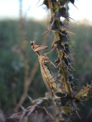 Paramantispa prolixa