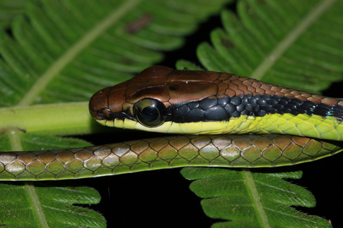 Photo of a Wall's Bronzeback (Dendrelaphis cyanochloris)