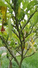 Brugmansia versicolor