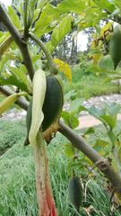 Brugmansia versicolor