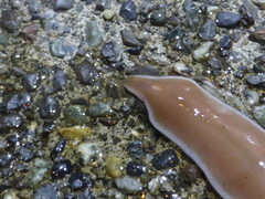 Cerebratulus marginatus