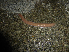 Cerebratulus marginatus
