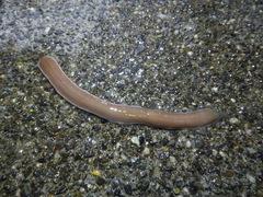 Cerebratulus marginatus