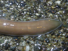 Cerebratulus marginatus