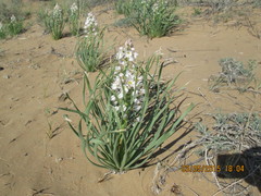 Eremurus anisopterus