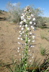 Eremurus anisopterus