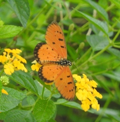 Acraea terpsicore