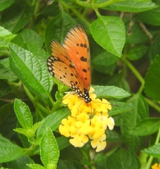Acraea terpsicore