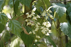 Begonia glabra