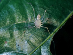 Scytodes pallida