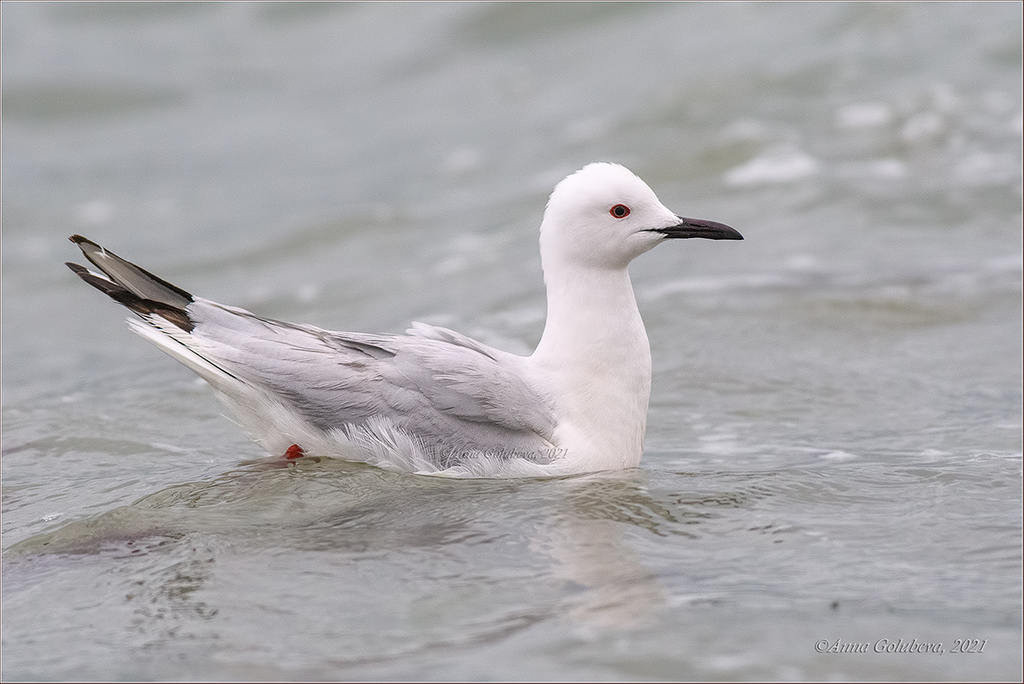Slender-billed Gull photo