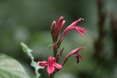 Lophostachys chiapensis