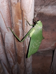 Stilpnochlora quadrata