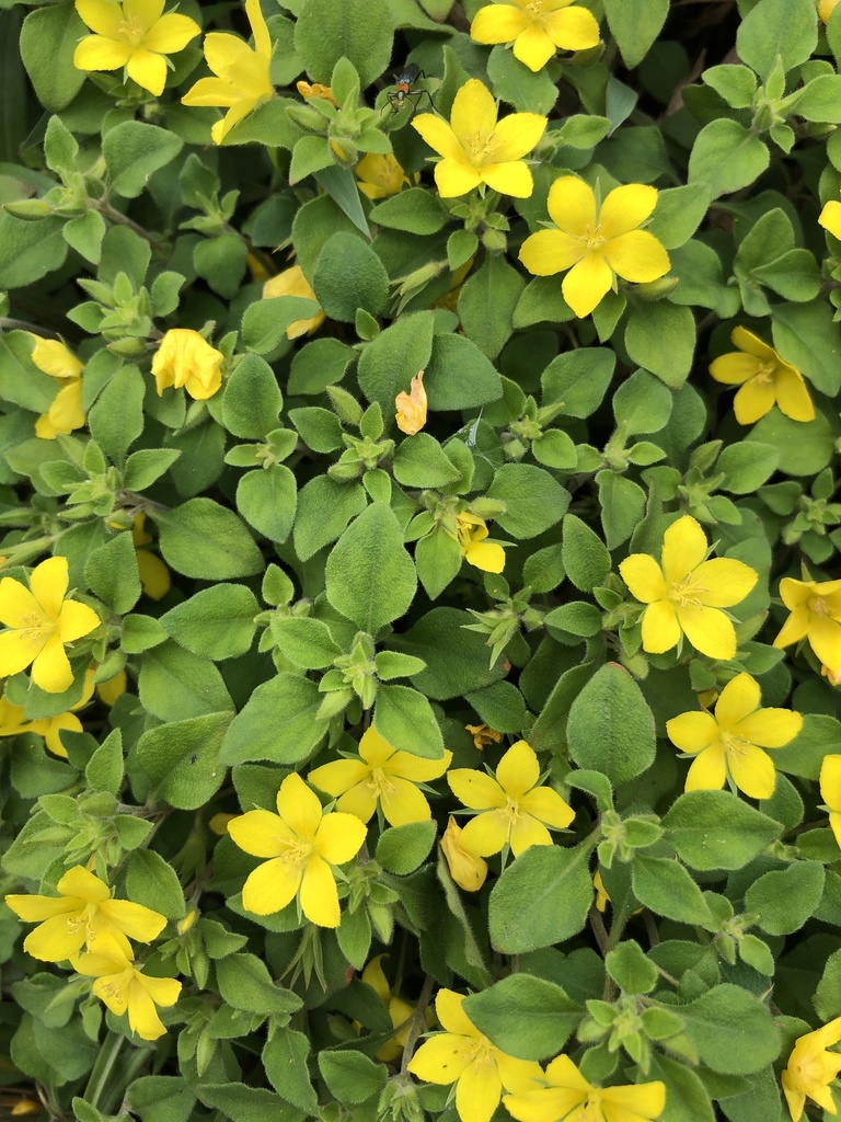 Lysimachia remota; photograph 鄭雪雲, CC BY, iNaturalist via GBIF