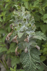 Phlomoides speciosa