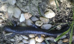 Ambystoma barbouri