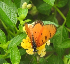 Acraea terpsicore