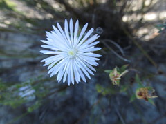 Lampranthus caudatus