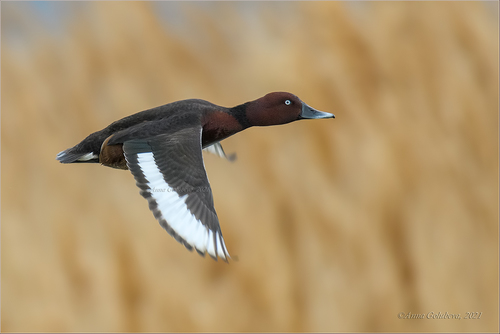 Ferruginous Duck