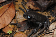 Tenasserim Spadefoot Toad photo 2
