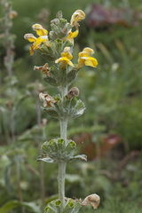 Phlomoides fulgens