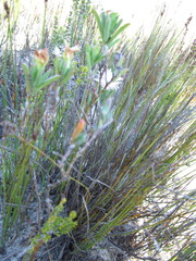 Lampranthus caudatus