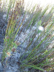 Lampranthus caudatus