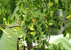 Cyllopodini