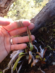 Notogrammitis rigida