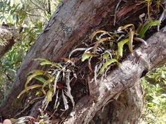 Notogrammitis rigida