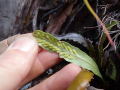 Notogrammitis rigida