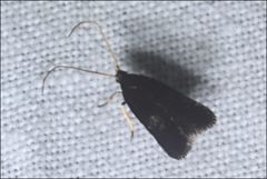 Lecithocera terrigena