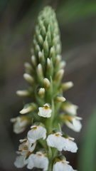 Cyclopogon peruvianus