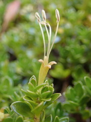 Coprosma perpusilla subantarctica