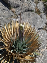 Agave utahensis