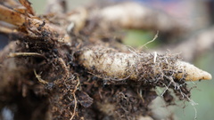 Cyclopogon peruvianus